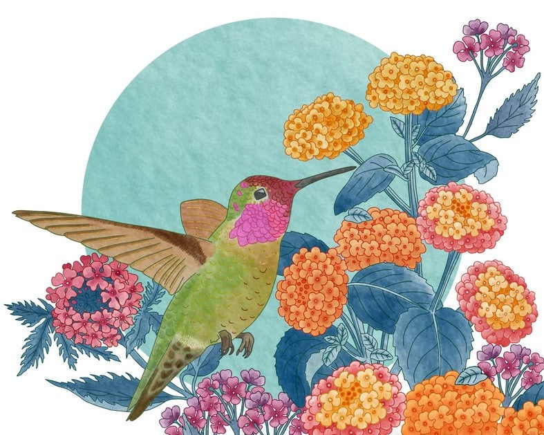 Anna's Hummingbird Print