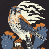 Kestrel & Prickly Pear 11x14" Giclee Print