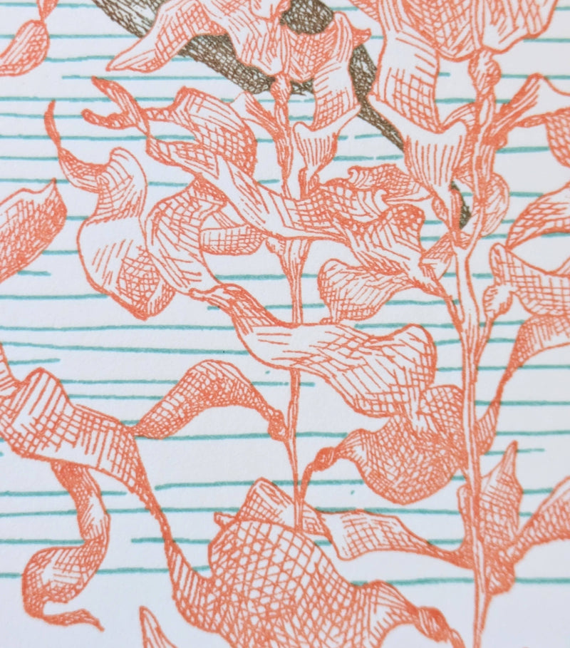 Kelp Birthday Card