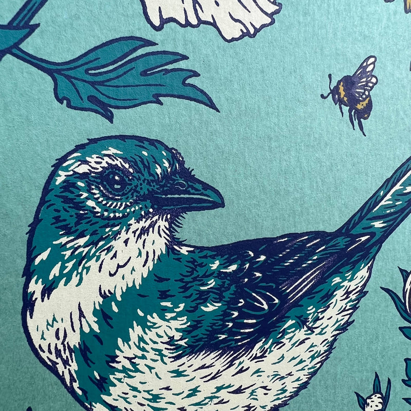 Chaparral (Scrub Jay) 11x14" Giclee Print