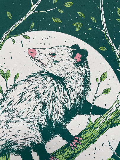 Opossum Print