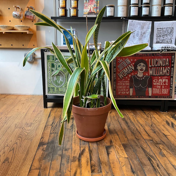 Fixtures - Snake Plant