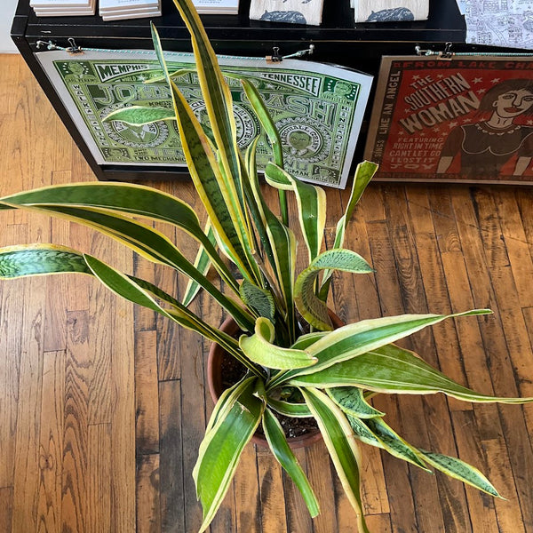 Fixtures - Snake Plant