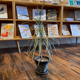 Fixtures - Small Dracaena Plant in Handpainted Pot