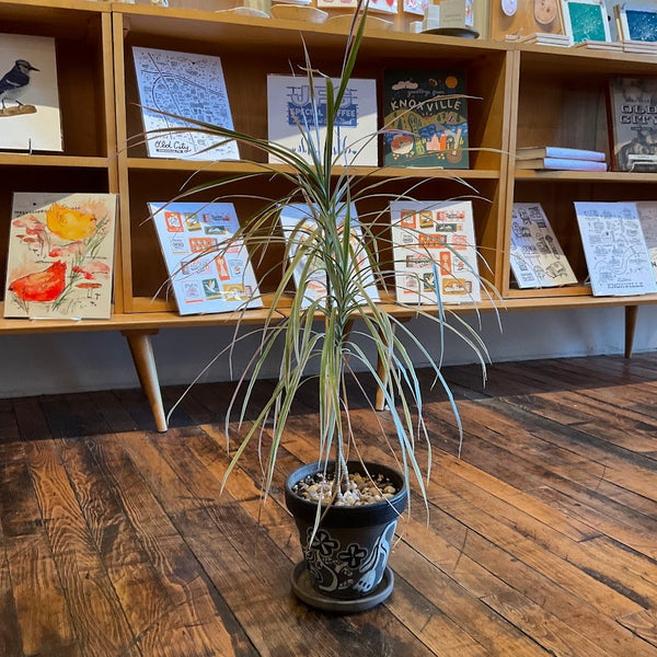 Fixtures - Small Dracaena Plant in Handpainted Pot