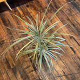 Fixtures - Small Dracaena Plant in Handpainted Pot