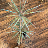 Fixtures - Large Dracaena Plant w/Pot