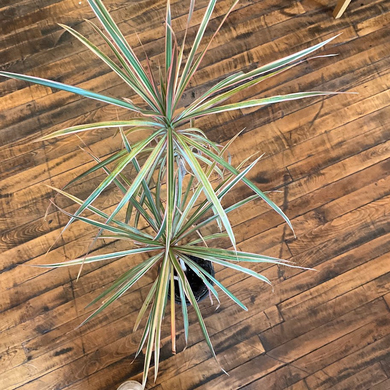 Fixtures - Large Dracaena Plant w/Pot
