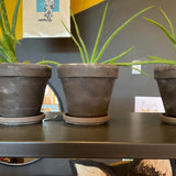 Fixtures - Small Aloe Plants w/ pots - 5 Available