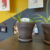 Fixtures - Small Aloe Plants w/ pots - 5 Available