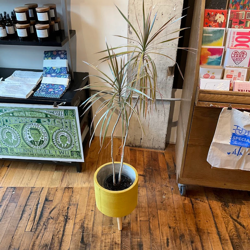 Fixtures - Large Dracaena Plant w/Pot