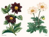 Dahlias - A Little Book of Flowers