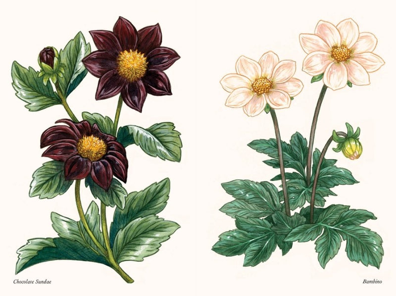 Dahlias - A Little Book of Flowers