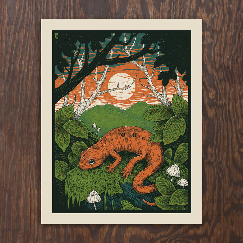 Red Eft Sunset Print - 11 x 14