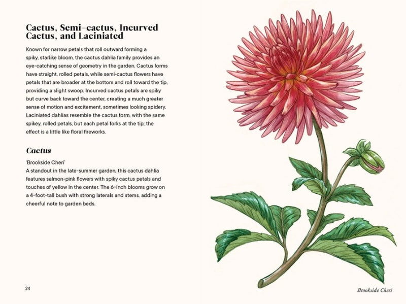 Dahlias - A Little Book of Flowers