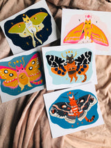 Cecropia cat moth 8x10 high quality art print