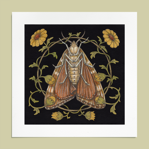 Fine Art Giclee Print Moth - 6 x 6