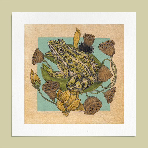 Fine Art Giclee Print Frog & Lotus Pods - 6 x 6