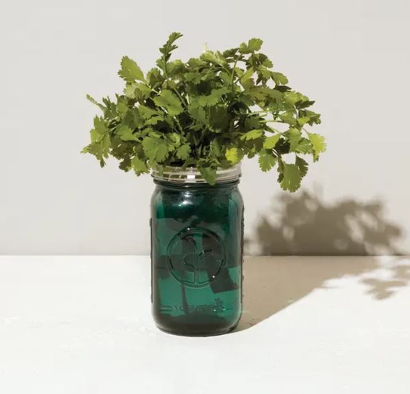 Garden Jar Herb Kit - Cilantro