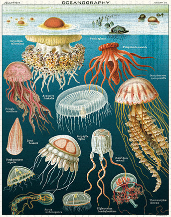 Jellyfish - 1000 Piece