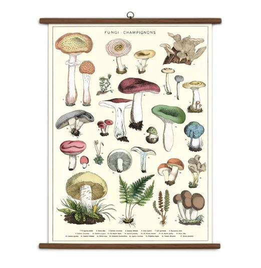 Mushrooms - Vintage School Chart with Frame
